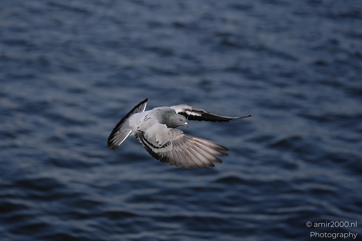 Rock pigeon flying low over dark Amsterdam canal water