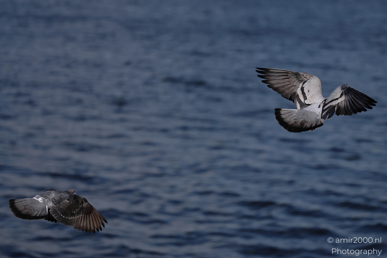 Two rock pigeons flying over Amsterdam canal water