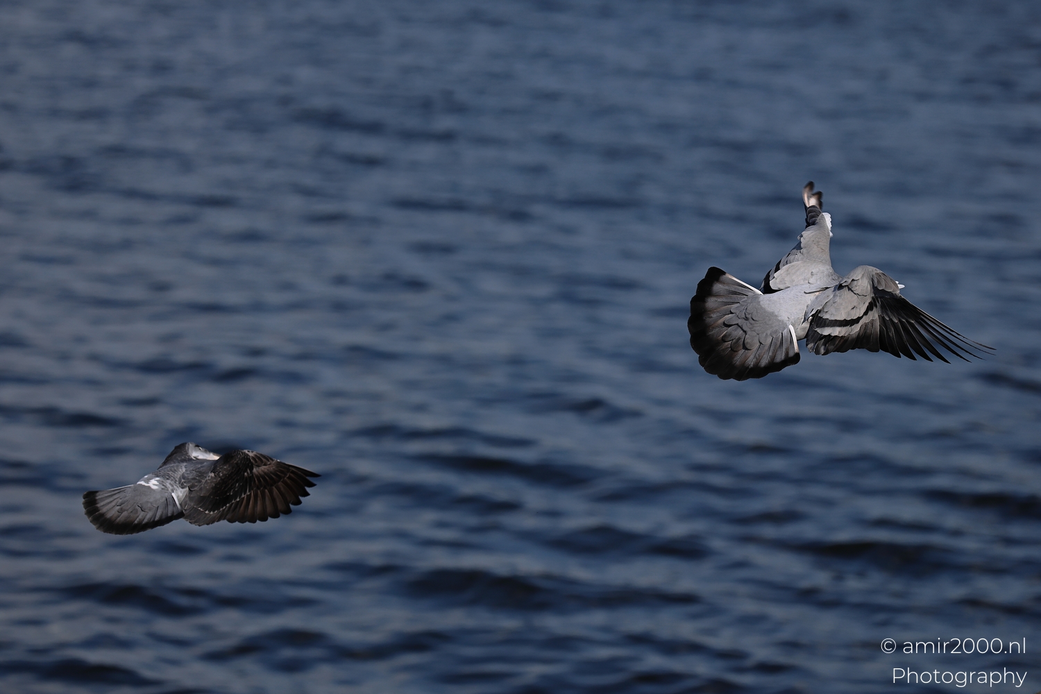 Two rock pigeons turning above rippling Amsterdam canal water