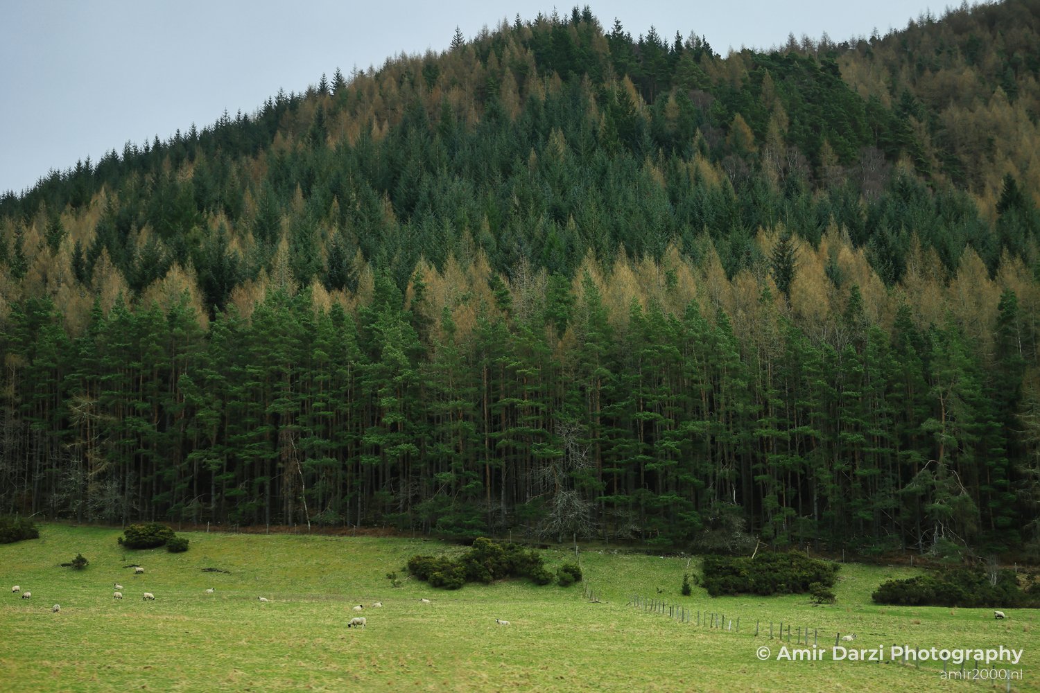 Trees transitioning from green to yellow, and below it is an open grassy field with sheep grazing, appear with the forested hillside in Scotland United Kingdom.