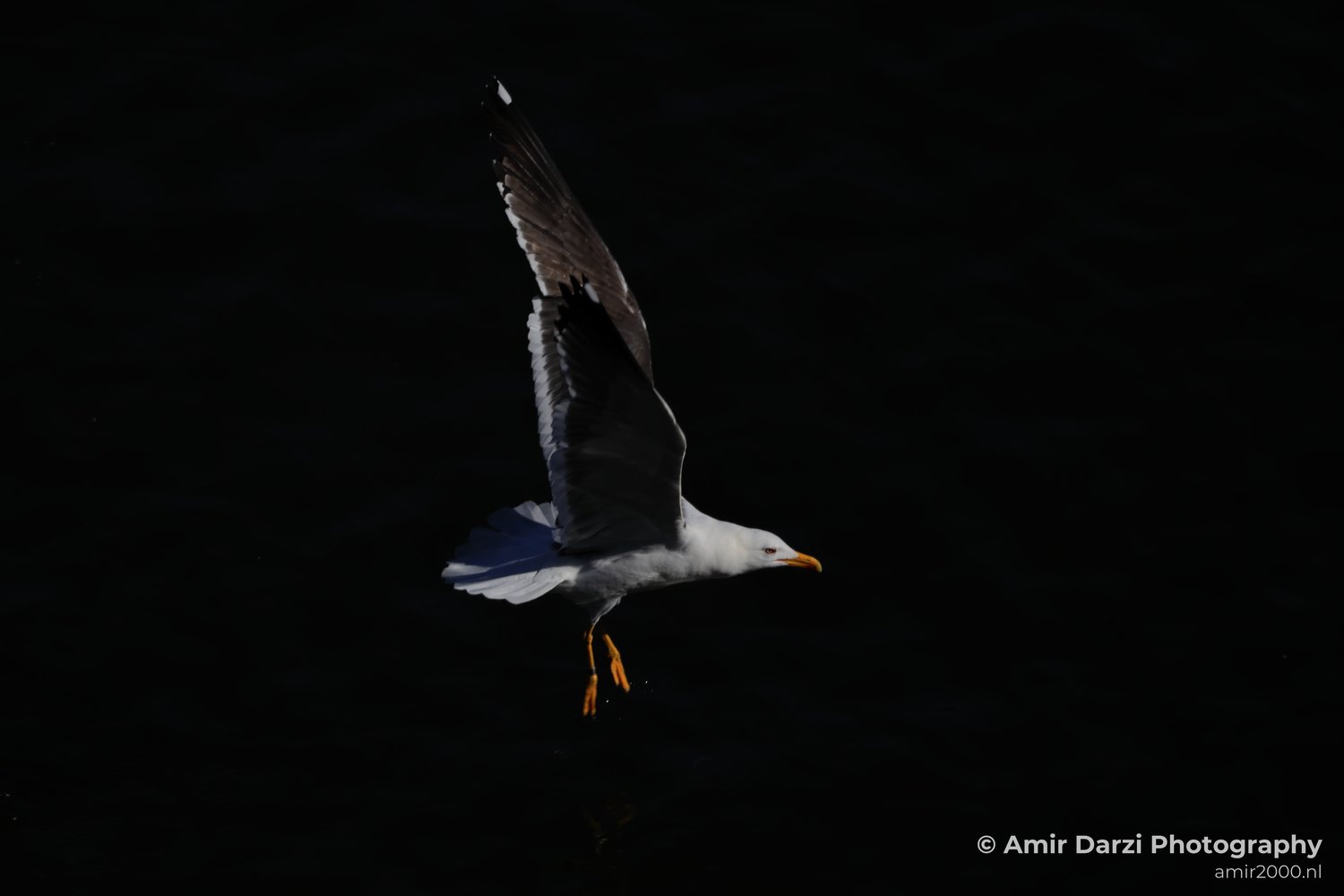 A solitary seagull in flight with wings spread wide.