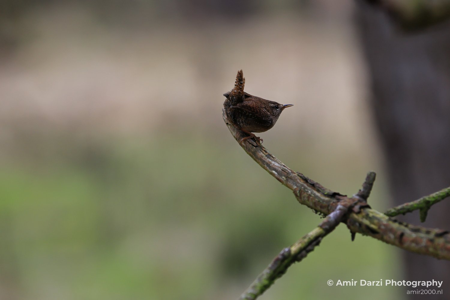 A brown songbird with a distinctive crest sits on a branch.