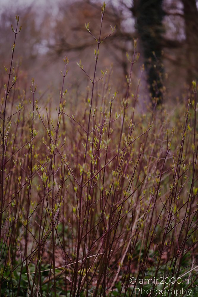 A close up of young spring vegetation with slender branches and fresh foliage.