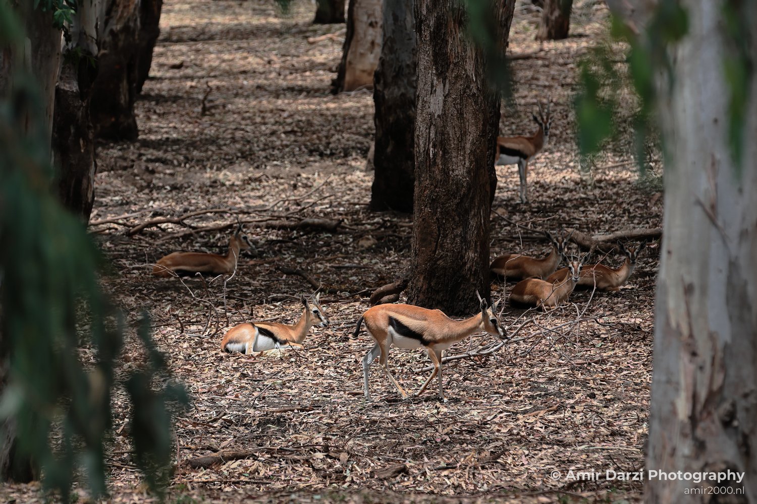 Springbok Herd African Antelopes At Ramat Gan Safari shown with clear subject detail and natural details and surrounding outdoor scenery, series view 328.