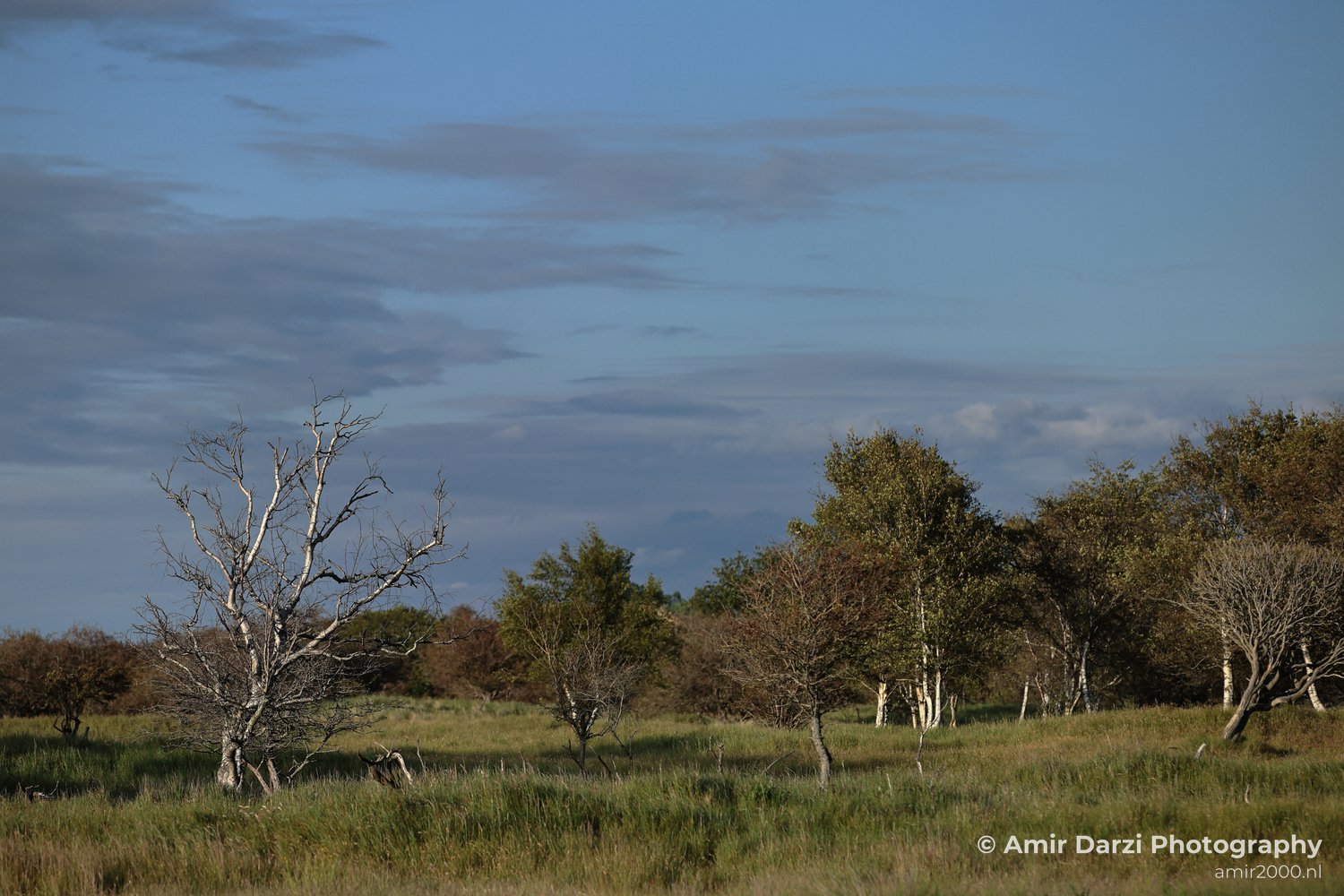 Summer Evening Walk scattered trees in an open field.