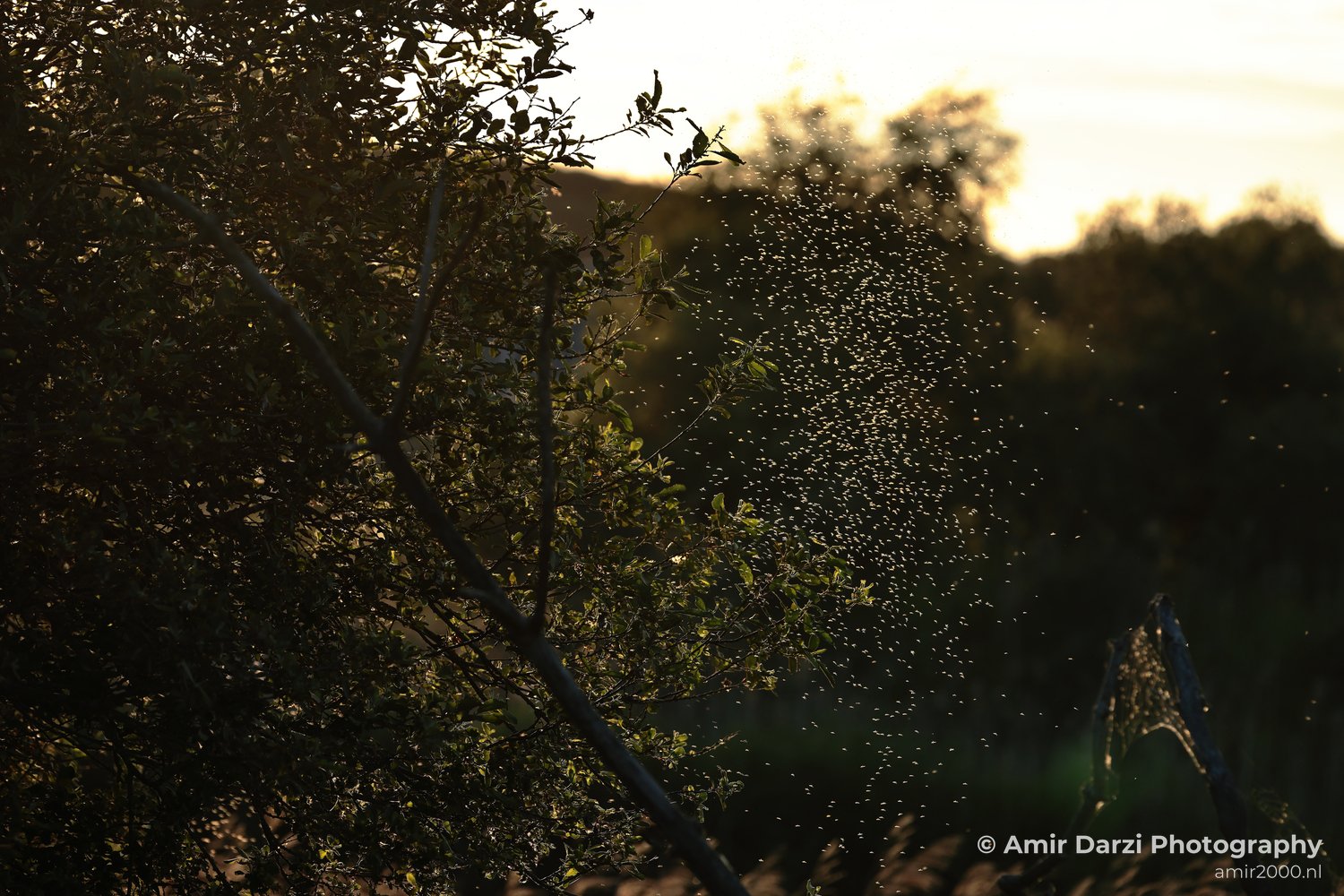 Summer Evening Walk insects gather in the twilight above a leafy tree branch.
