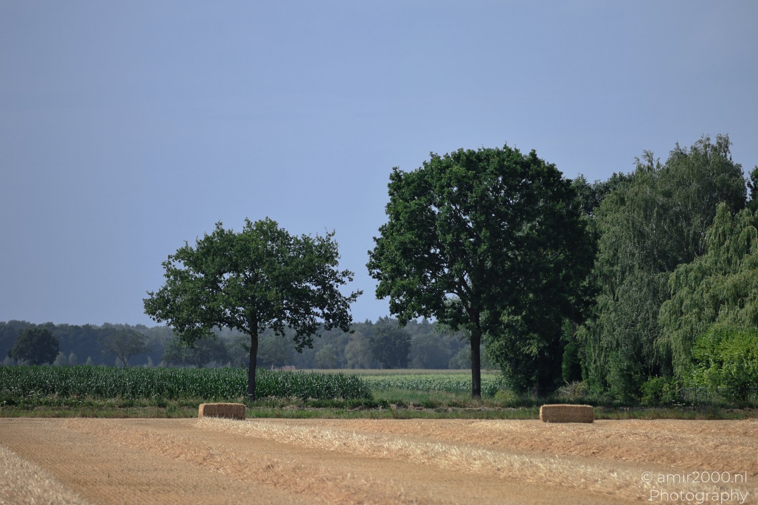 Dutch Scenery a rural landscape featuring two large trees and clear sky in Nature Landscape, Netherlands.