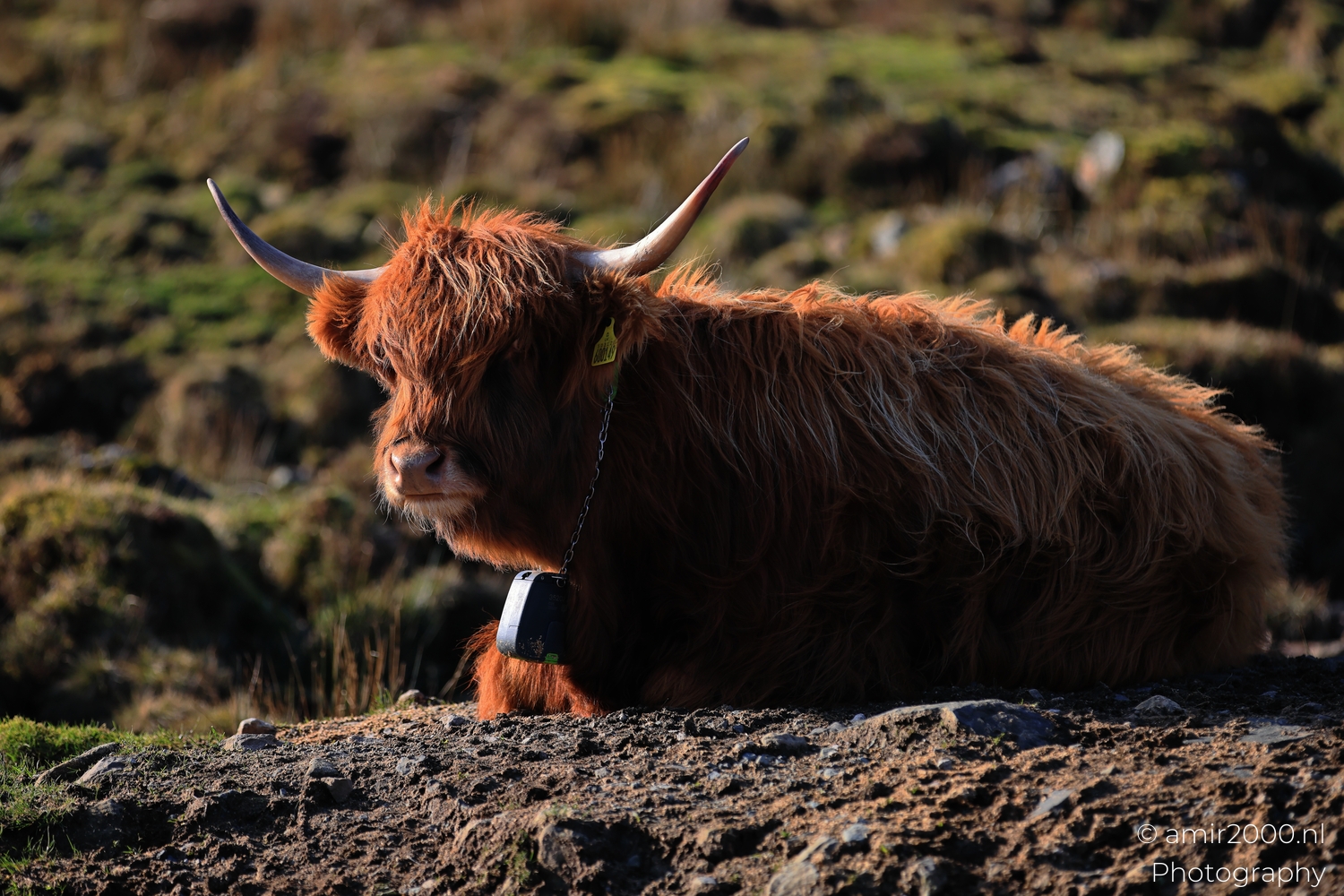 Reddish Highland cow standing on rocky terrain on the Isle of Skye