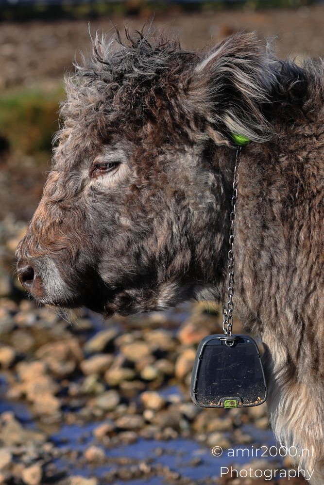 Curly Highland cow standing close on the Isle of Skye with chain and ear tag