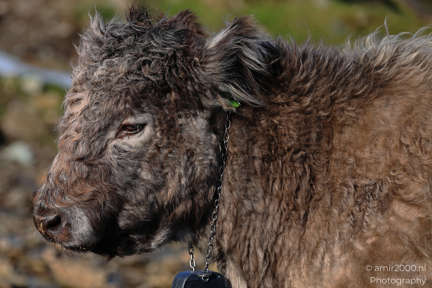 Curly Highland cow facing across wet ground on the Isle of Skye