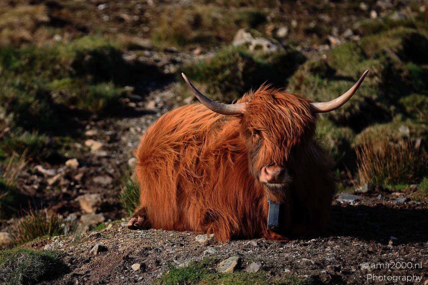 Reddish Highland cow lying on rocky ground on the Isle of Skye