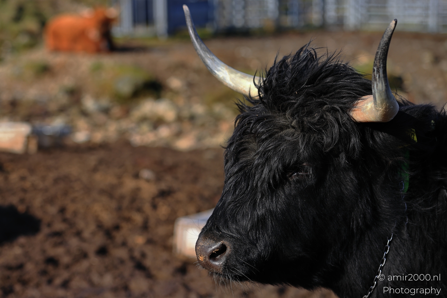 Black Highland cow turning beside rocky ground on the Isle of Skye