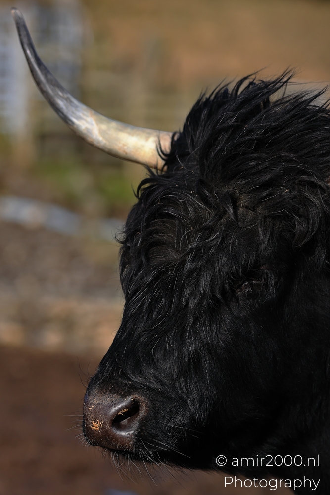 Black Highland cow standing close on the Isle of Skye with long horn and shaggy fur
