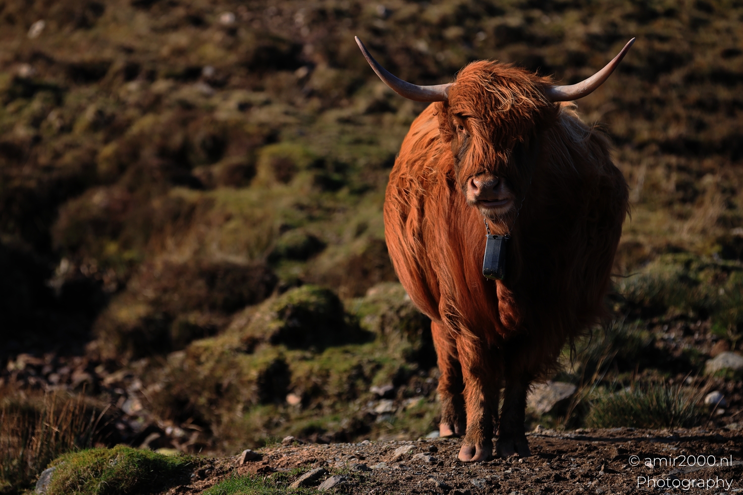 The Hairy Coo on Skye's Rocky Ground