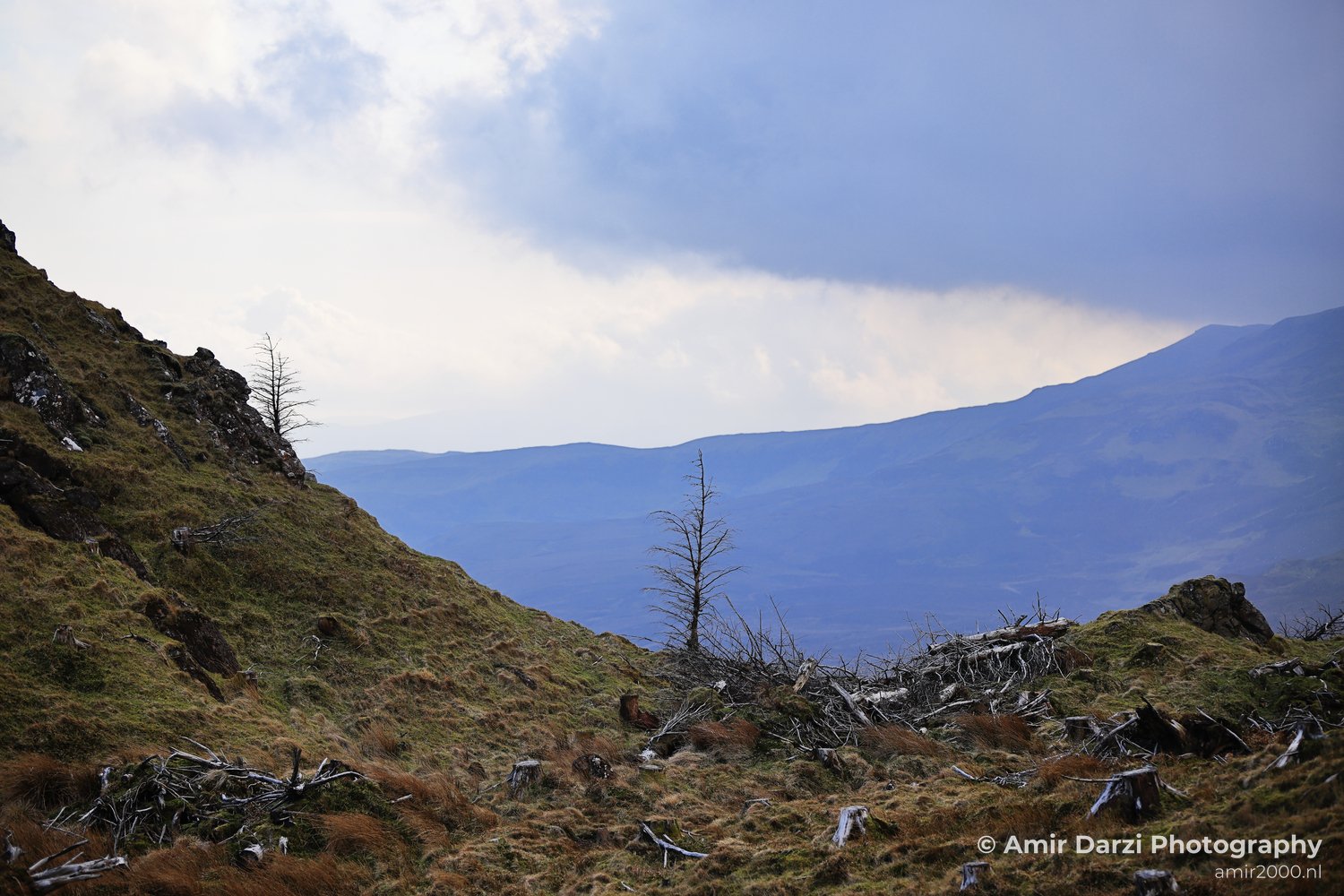 Old Man Storr a solitary tree stands amidst a rugged, grassy hillside under a cloudy sky.