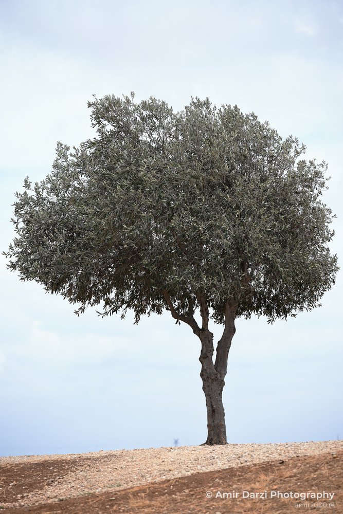 A thick trunk and dense foliage standing on a patch of dry ground under a pale sky appears with the single olive tree in Tel Aviv Jaffa, Israel.