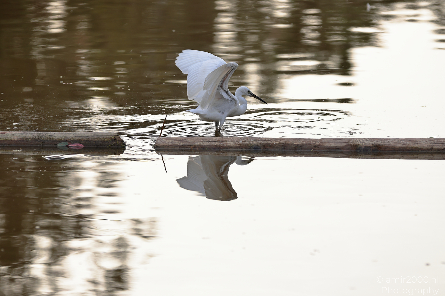 White egret balancing with outstretched wings above pond water in Ramat Gan National Park