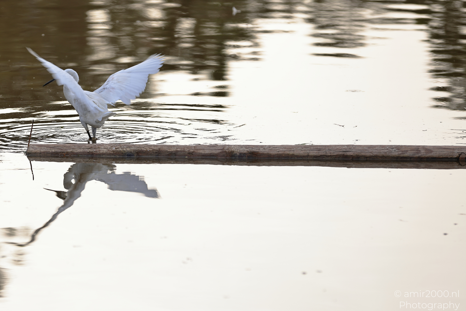 White egret opening its wings on a floating log in Ramat Gan National Park