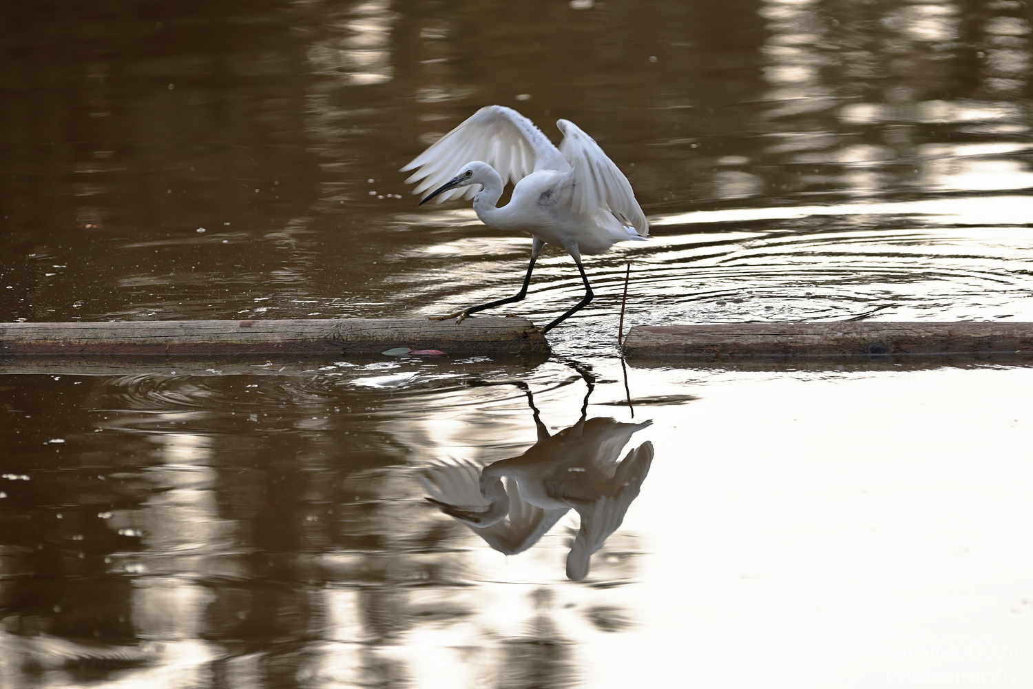 White egret stepping between floating logs in Ramat Gan National Park