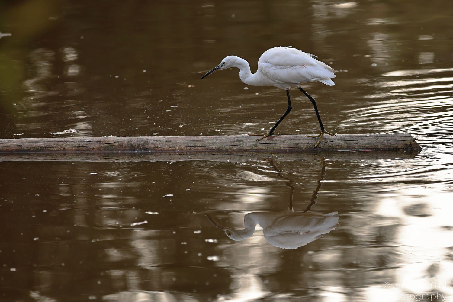 White egret walking along a floating log in Ramat Gan National Park