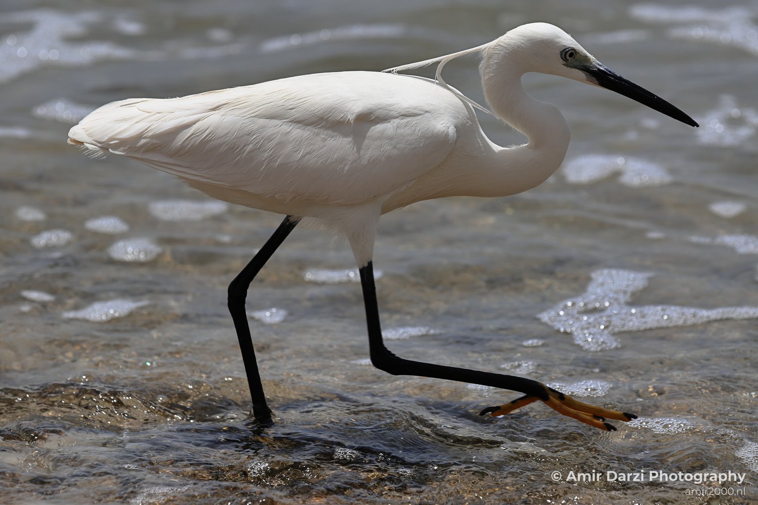 Black legs and a long black beak standing on shallow water near the shore appear with the white egret.