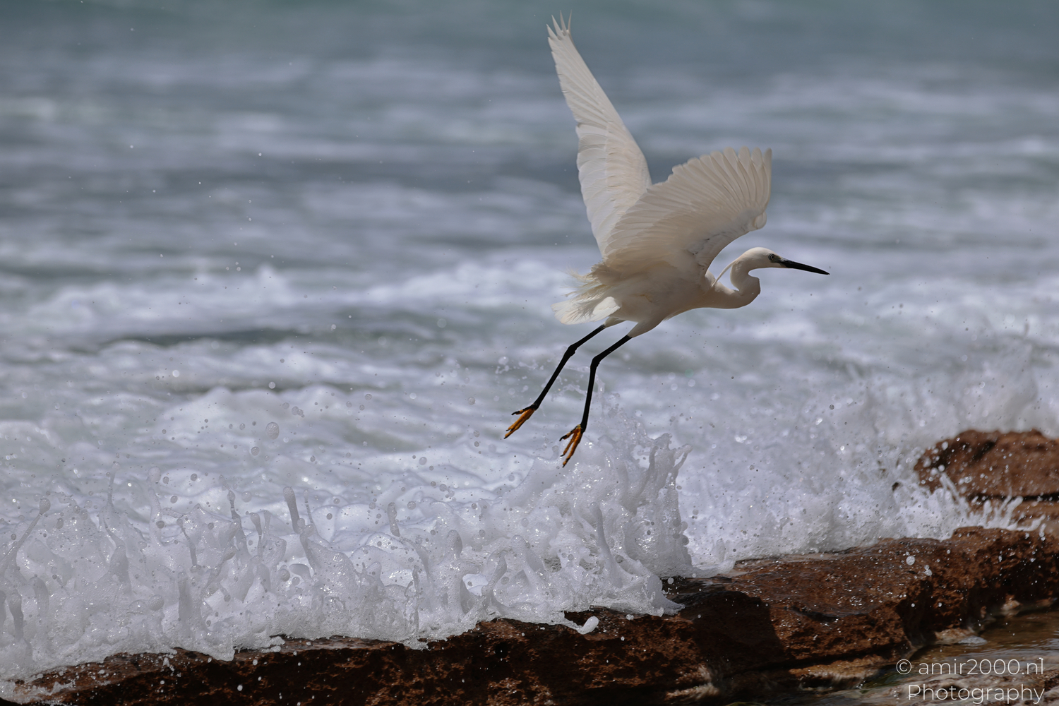 White egret flying over crashing Mediterranean waves on the Tel Aviv shore