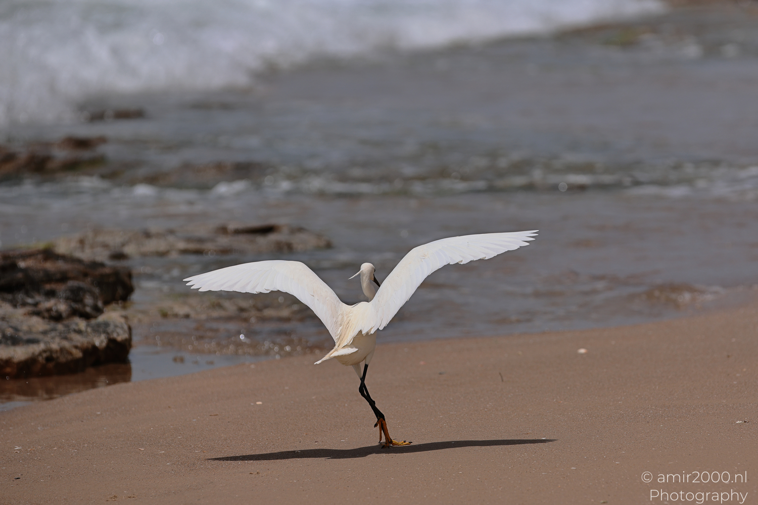 White egret standing with open wings on sandy Tel Aviv beach near the waterline