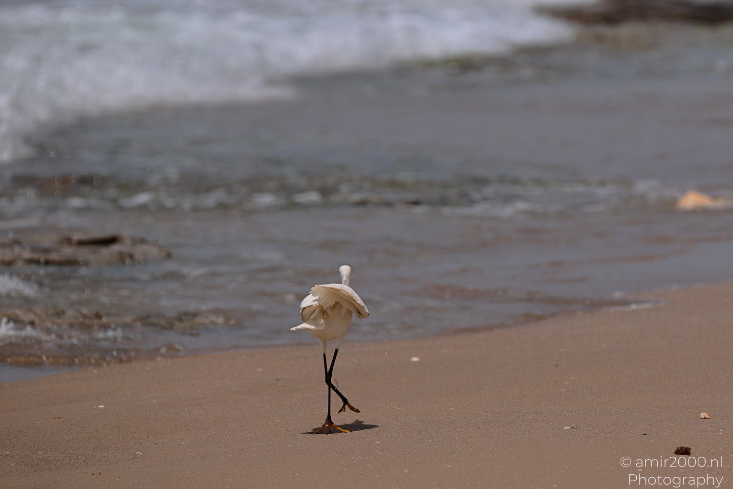 White egret walking on sandy Tel Aviv beach near Mediterranean waves