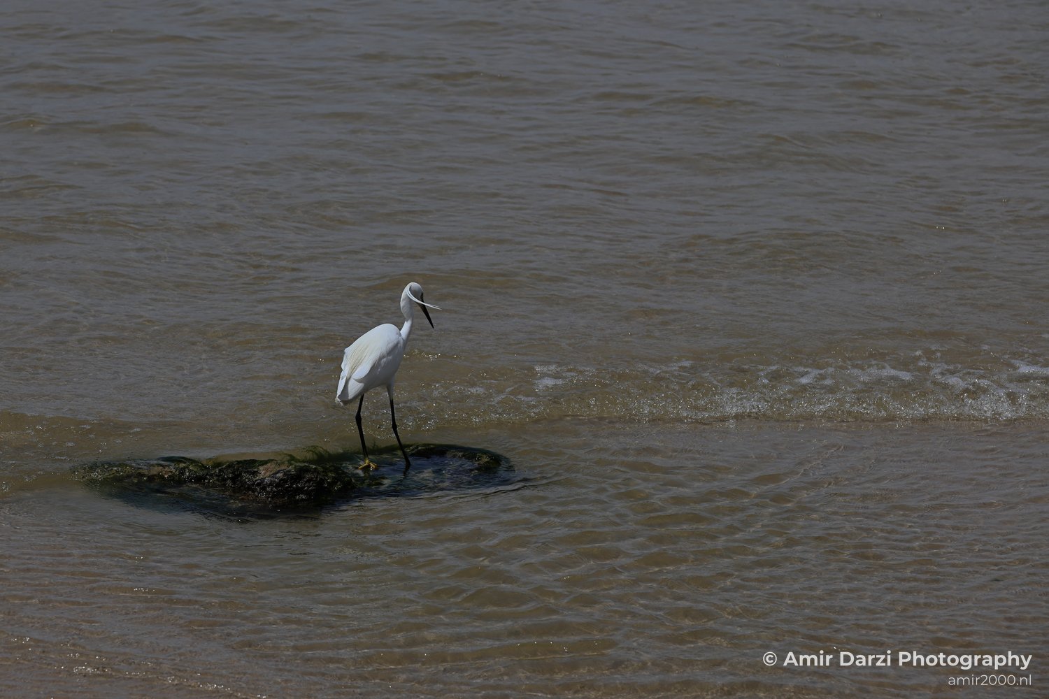 A small rock in shallow water includes the single white egret standing.
