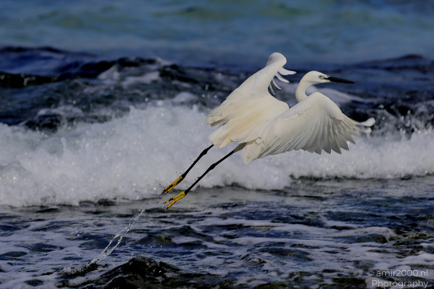 White egret wading through foamy Mediterranean water on a rocky Tel Aviv beach