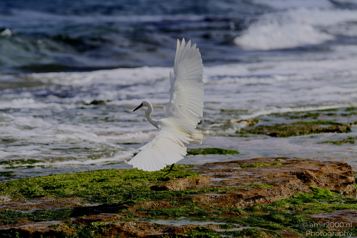 White egret lifting from rocky Tel Aviv shoreline as waves crash behind it