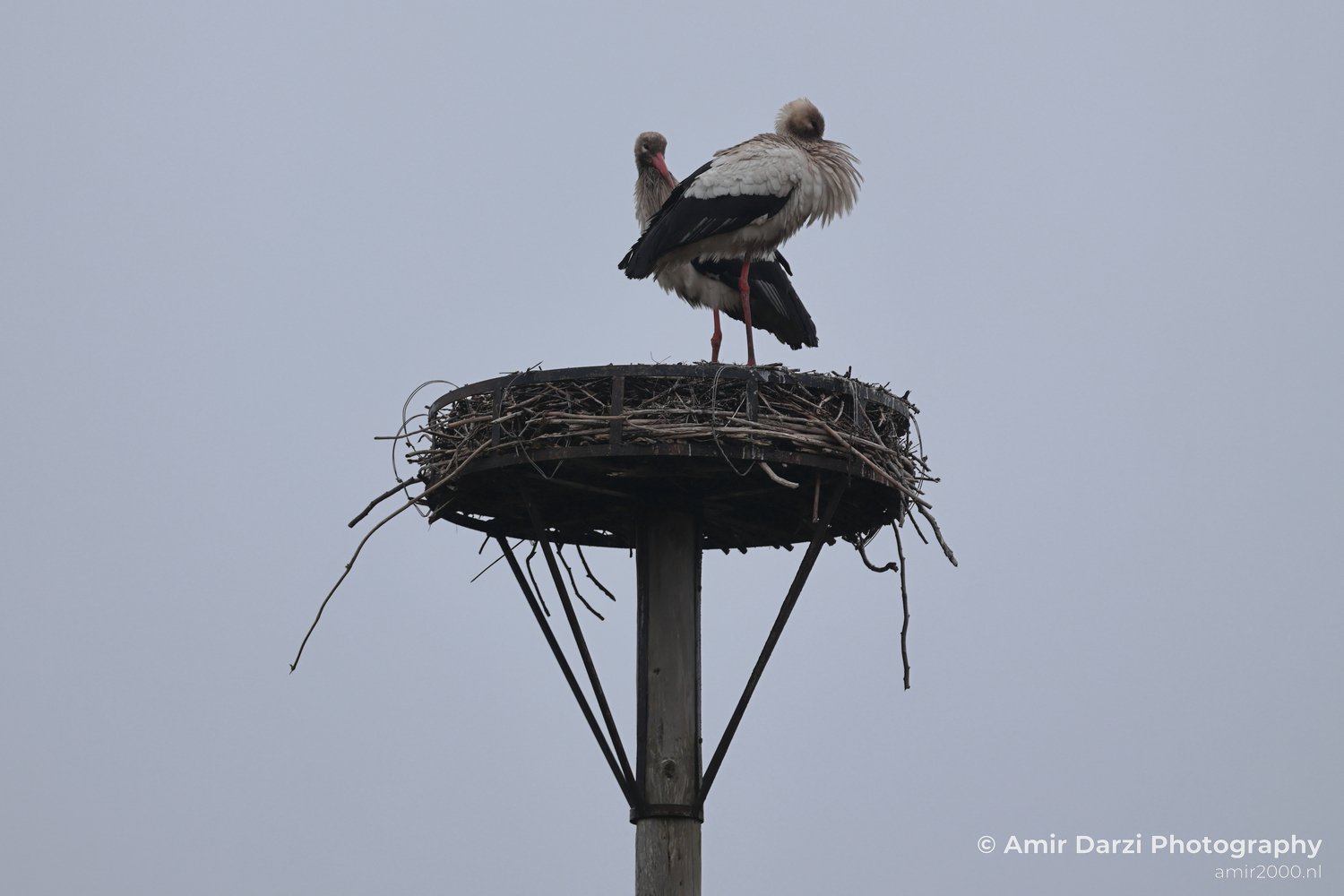 White stork with natural light detail across feathers and form.