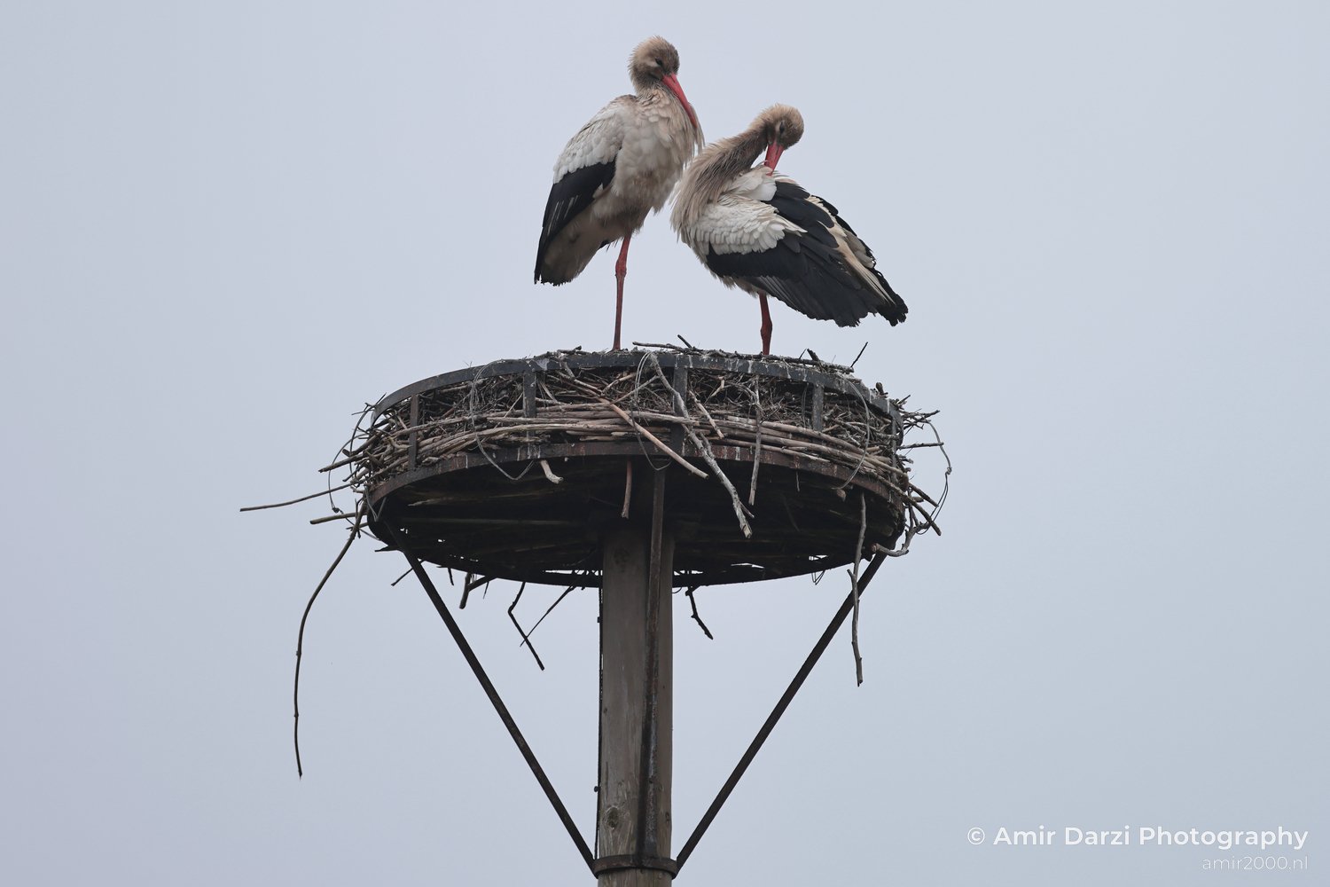 White stork with perch detail and open sky behind the subject.