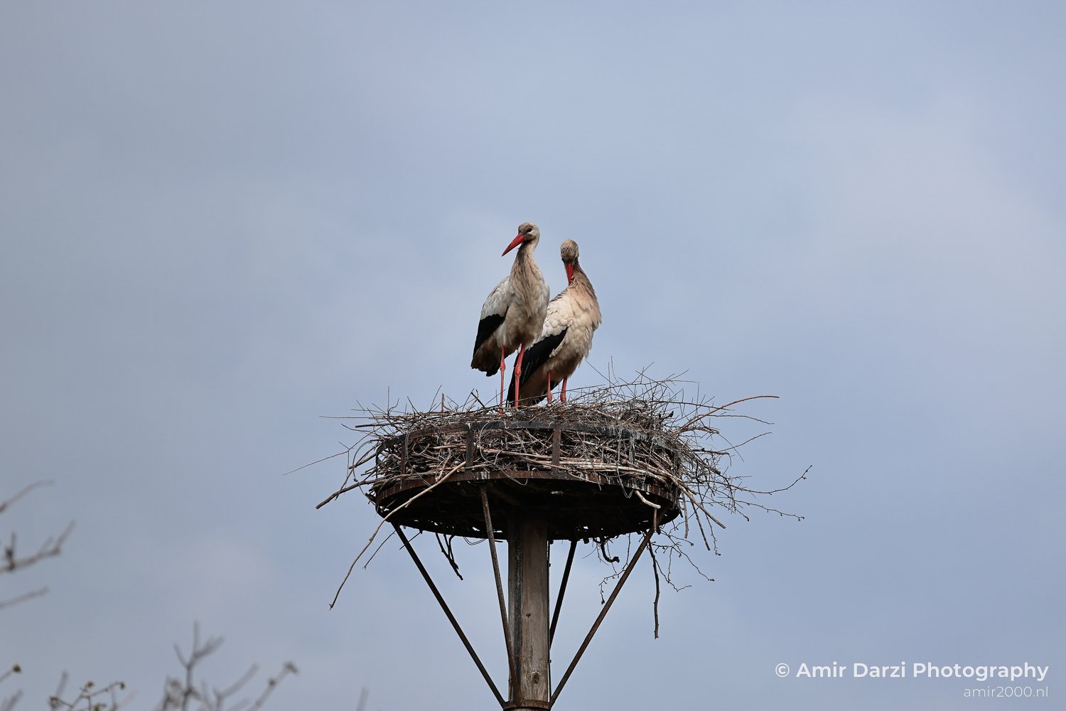 A clear sky appears behind two white storks stand on their nest atop a pole.