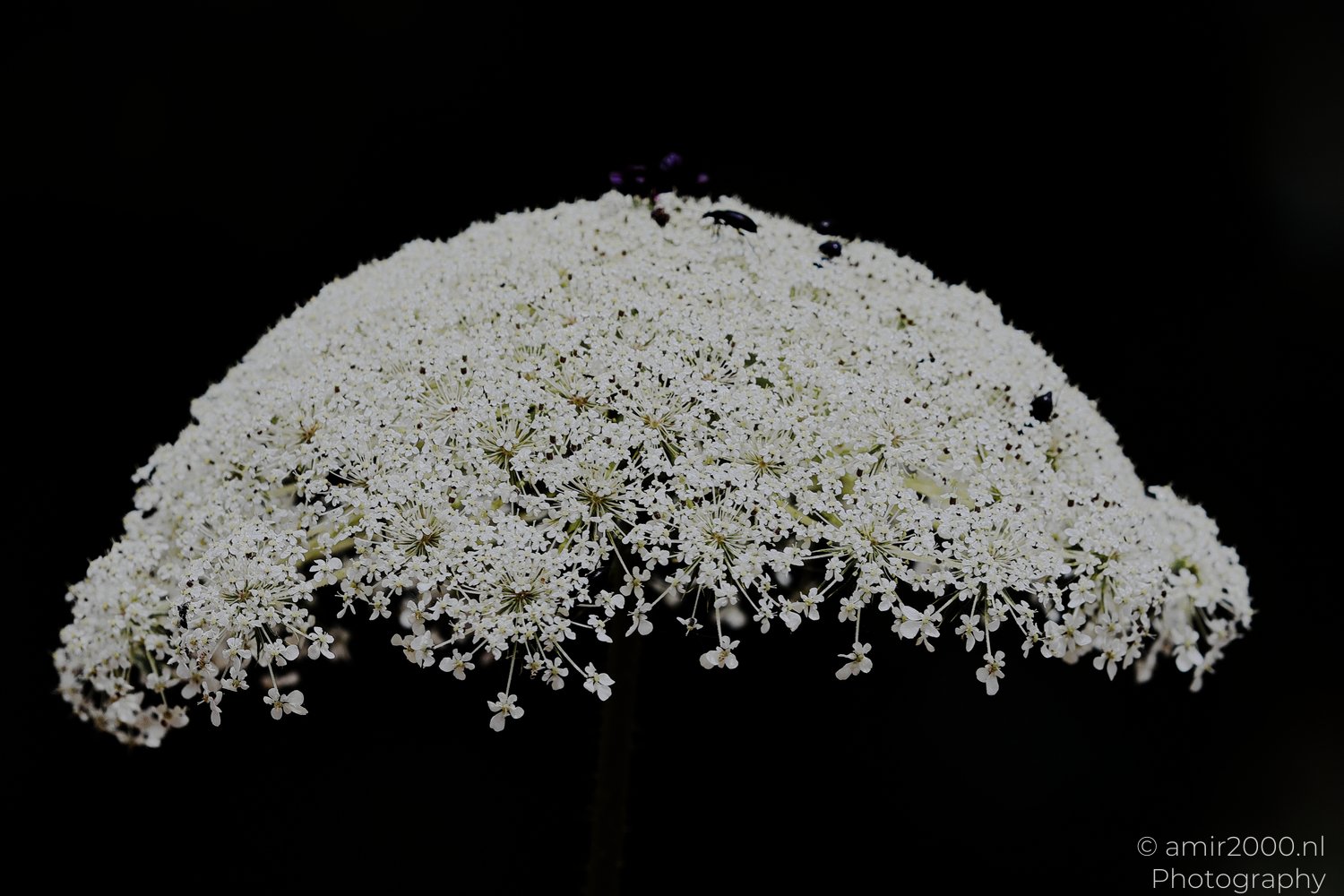 Wild carrot flowers with two insects on the flower structure and a dark background.