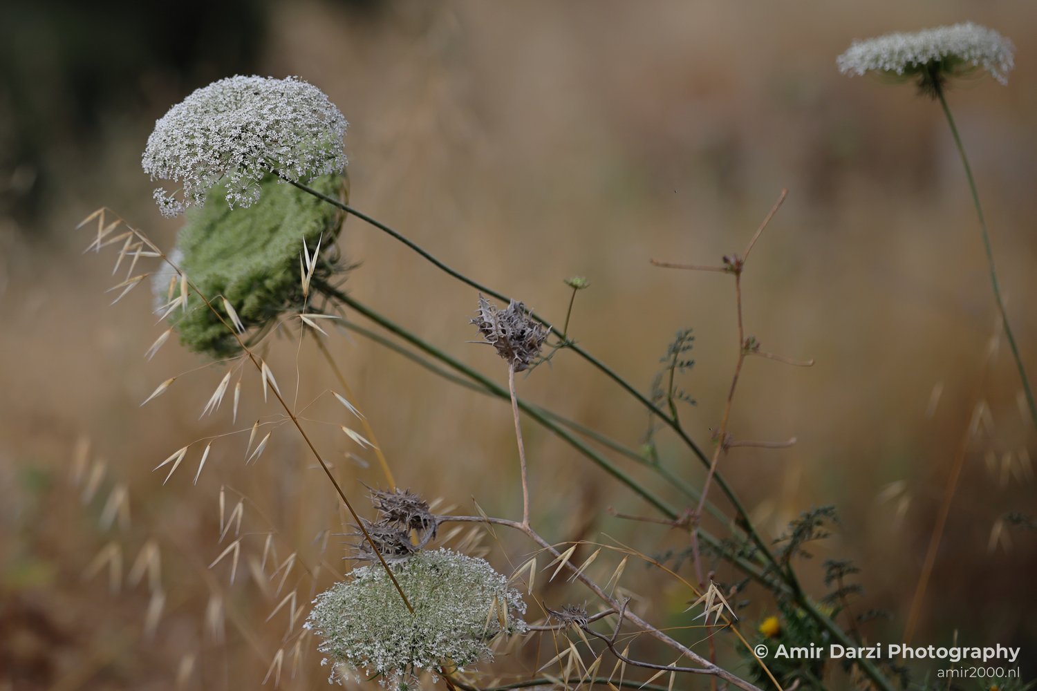 White spherical seed heads and dried grasses in a field setting appears with the close up of wildflowers.