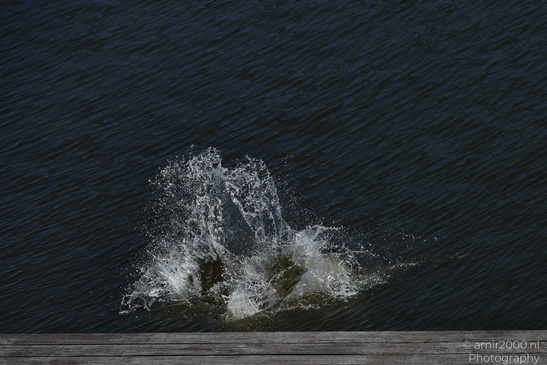 Man_Jumping_Into_Water_In_The_Canals_Of_Amsterdam_Netherlands_People_Creative_Collection_Photography_Canon_EOS_R5_Mark_II_2026_005.JPG