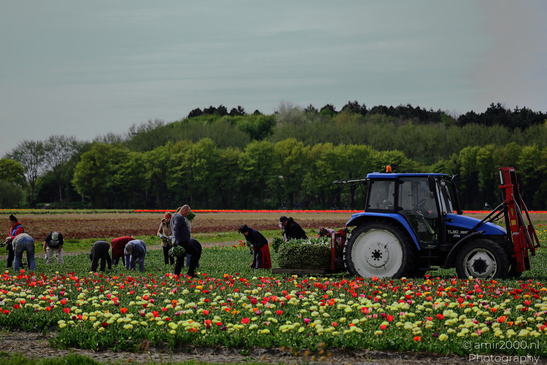 Tulip_Field_Workers_Harvesting_Flowers_Zuid_Holland_Netherlands_People_Creative_Collection_Photography_Canon_EOS_R5_Mark_II_2026_001.JPG