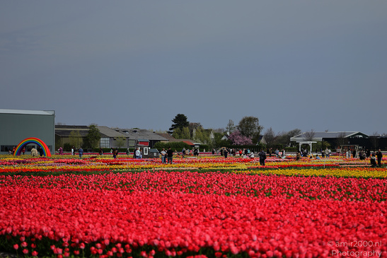 Tulip_Field_Workers_Harvesting_Flowers_Zuid_Holland_Netherlands_People_Creative_Collection_Photography_Canon_EOS_R5_Mark_II_2026_002.JPG