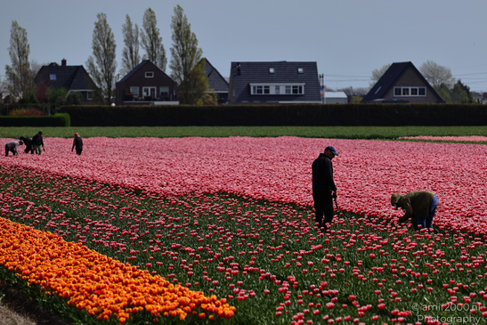 Tulip_Field_Workers_Harvesting_Flowers_Zuid_Holland_Netherlands_People_Creative_Collection_Photography_Canon_EOS_R5_Mark_II_2026_003.JPG