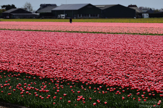 Tulip_Field_Workers_Harvesting_Flowers_Zuid_Holland_Netherlands_People_Creative_Collection_Photography_Canon_EOS_R5_Mark_II_2026_004.JPG