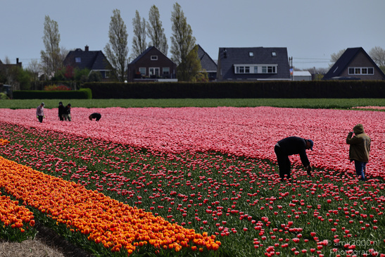 Tulip_Field_Workers_Harvesting_Flowers_Zuid_Holland_Netherlands_People_Creative_Collection_Photography_Canon_EOS_R5_Mark_II_2026_005.JPG