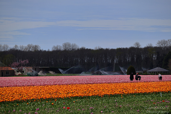 Tulip_Field_Workers_Harvesting_Flowers_Zuid_Holland_Netherlands_People_Creative_Collection_Photography_Canon_EOS_R5_Mark_II_2026_006.JPG