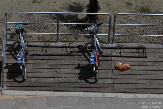Cat_Sleeping_On_Deck_And_City_Bicycles_Larnaca_Cyprus_Cityscape_Photography_Canon_EOS_R5_Mark_II_2026_001.JPG