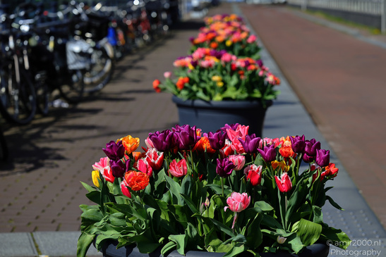 A row of colorful tulips in black planters on a paved walkway with bicycles parked to the left - image from year 2026 #001