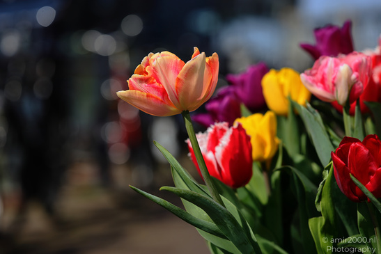 Clear depiction of colorful tulips in the foreground with a blurred background. - image from year 2026 #002