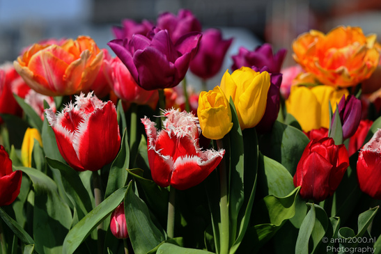 A vibrant field of tulips with various colors including red, yellow, purple, and orange, along - image from year 2026 #003
