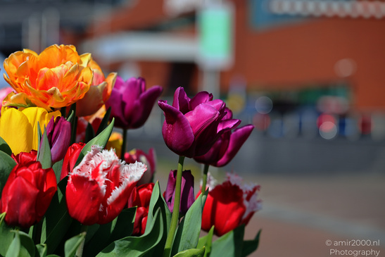 Clear depiction of vibrant tulips in the foreground with a blurred background featuring - image from year 2026 #004