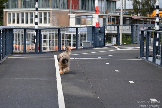 Dog_Running_On_Bridge_Amsterdam_Netherlands_Cityscape_Photography_Canon_EOS_R5_Mark_II_2026_001.JPG