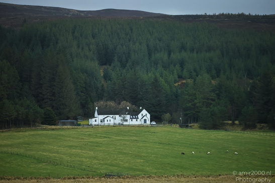Rural Town Village countryside with a white house nestled among lush green fields and dense - image from year 2026 #015